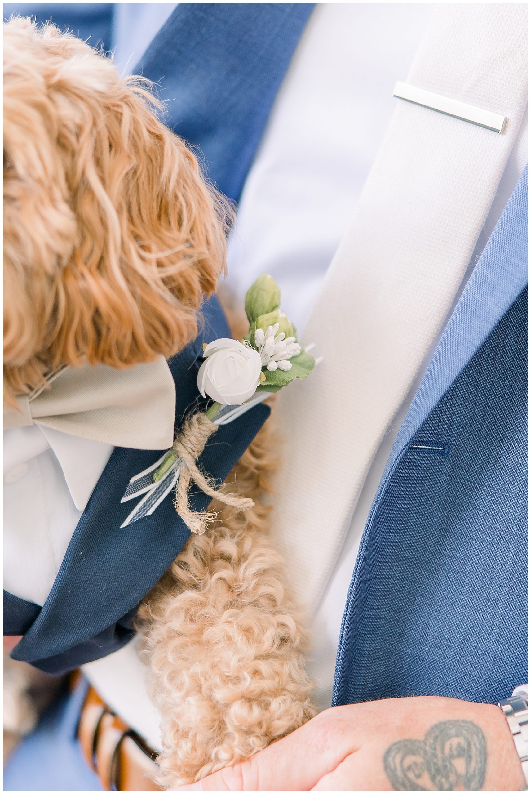 close up of dogs tux and boutonniere