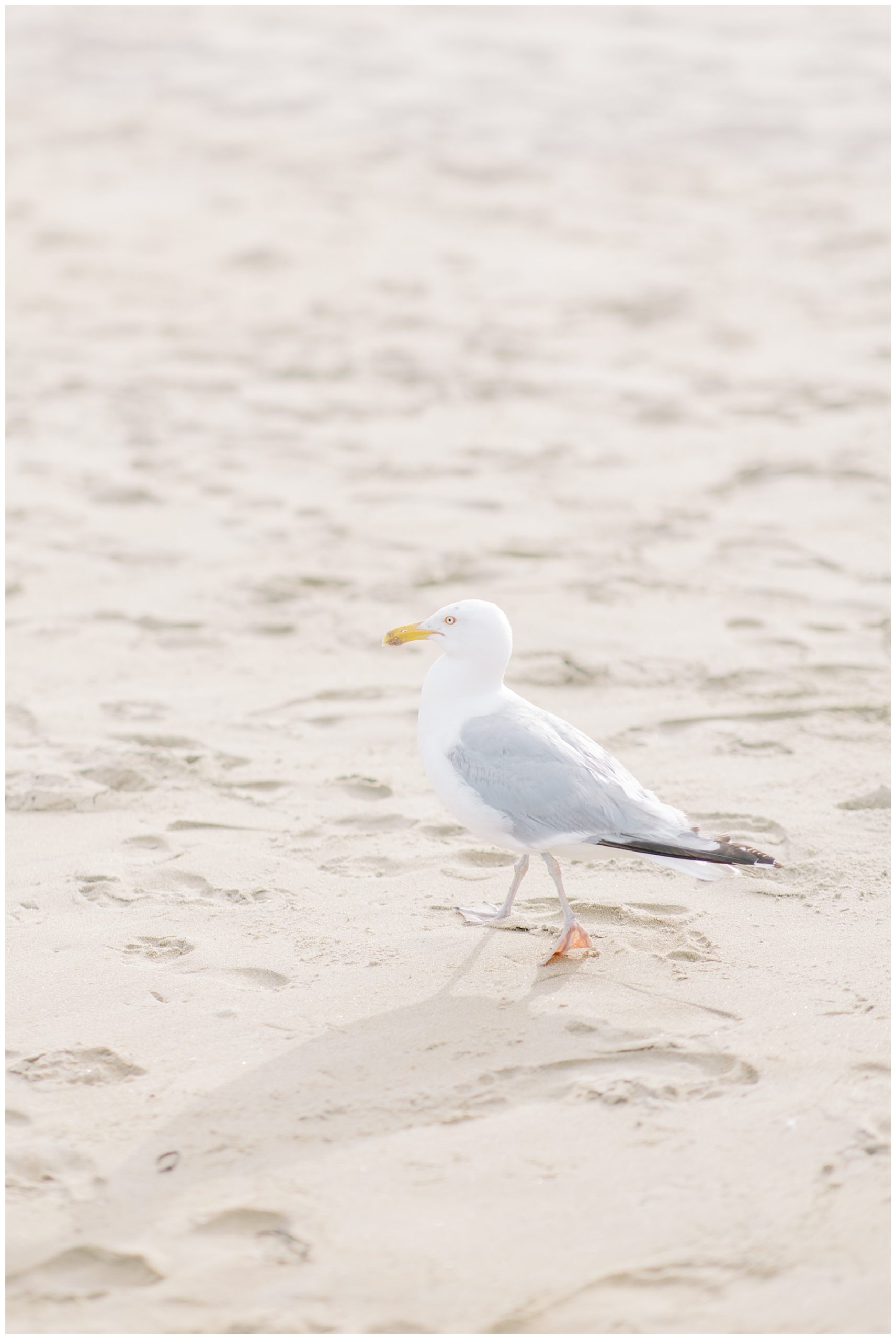 cute seagull on the beach during Romantic Beach Engagement Session in Beverly, MA