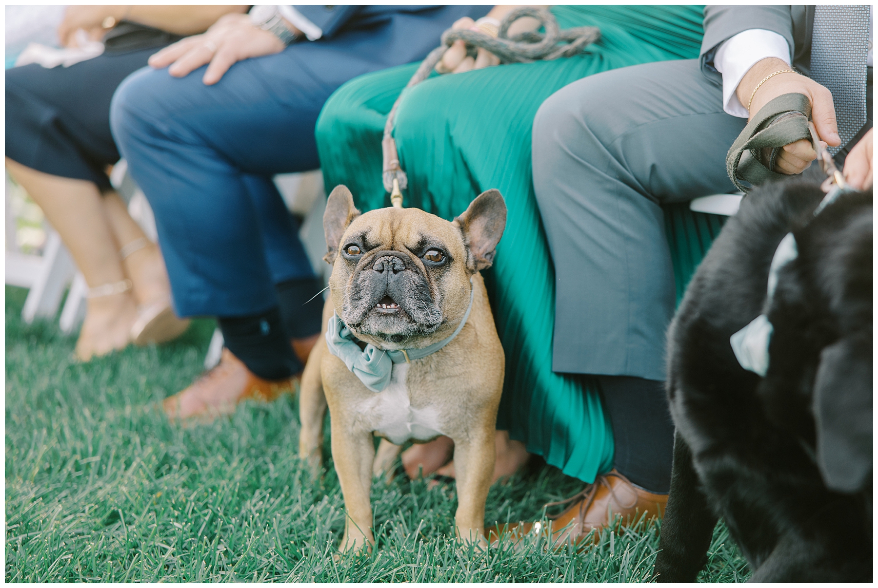 dogs sitting at wedding ceremony