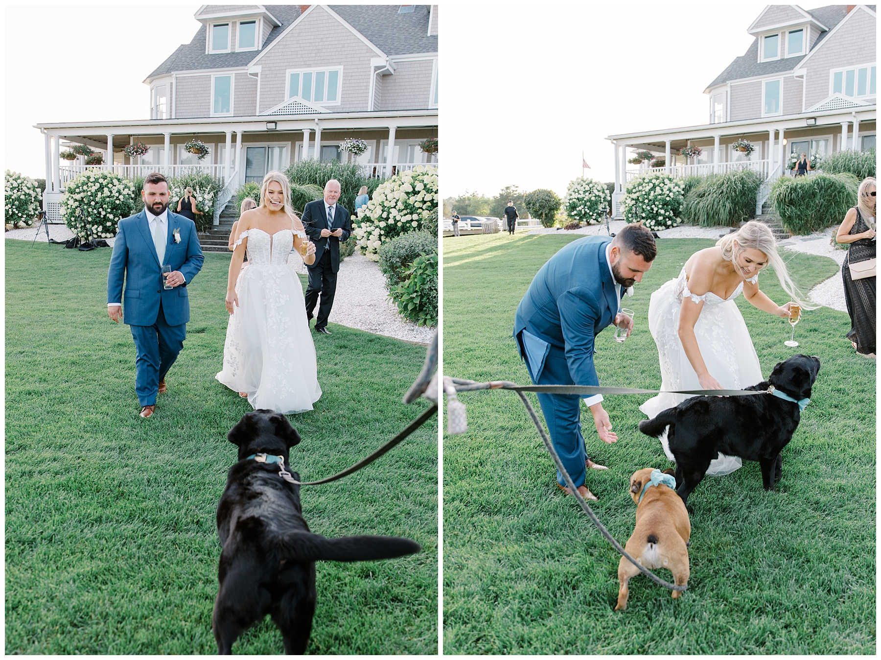 newlyweds greet their dogs after ceremony