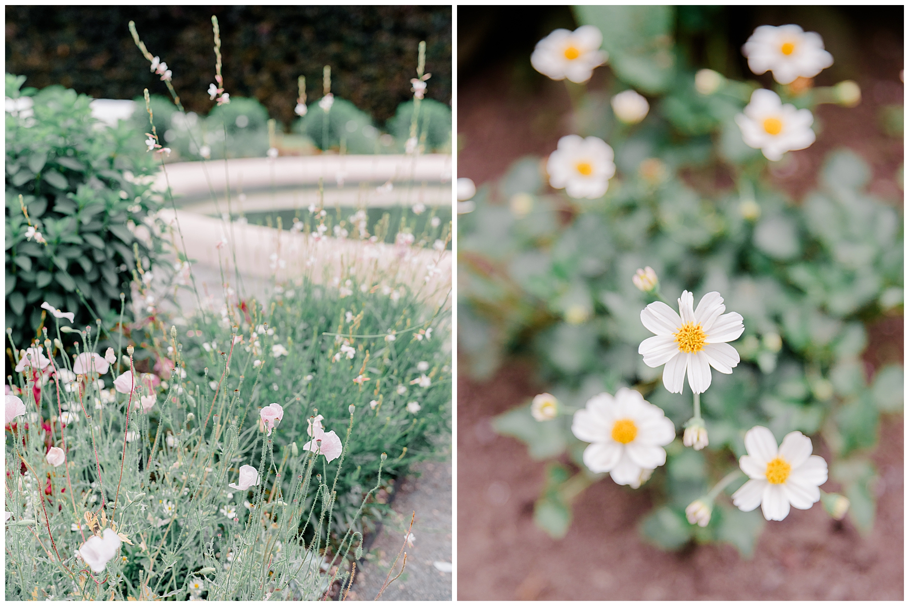 white flowers of garden