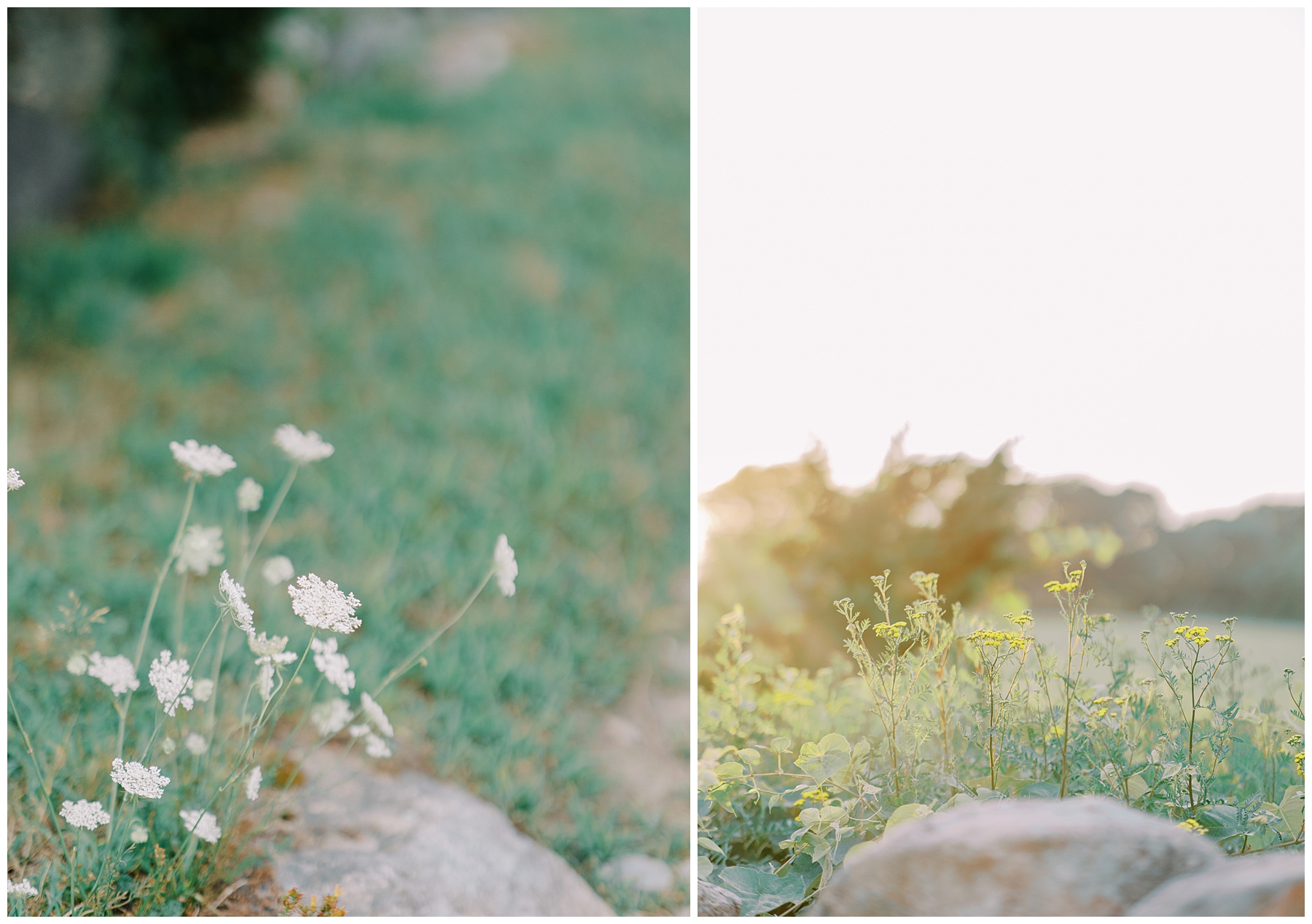 field of grass and flowers in Westport, MA