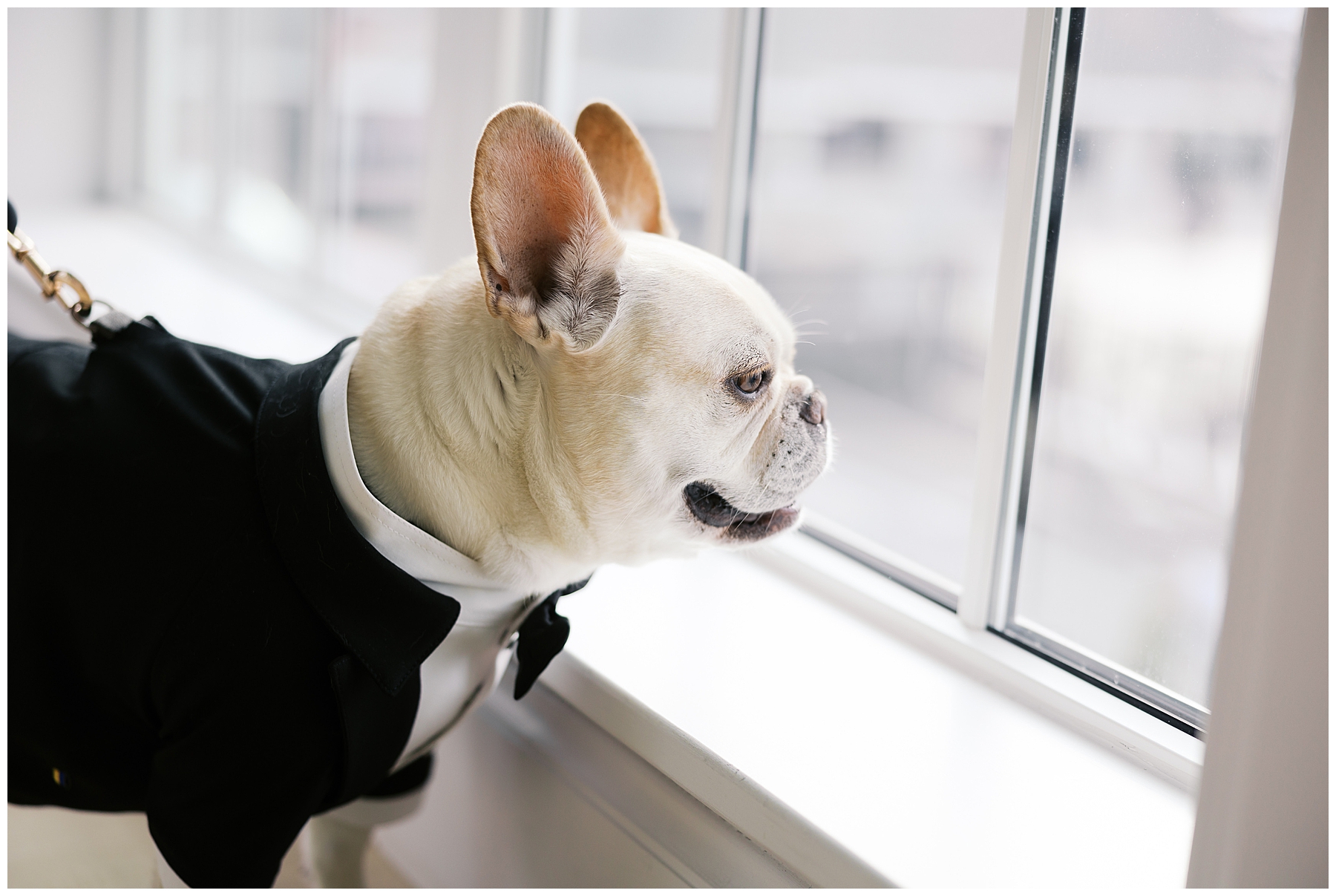 dog in tux look out window