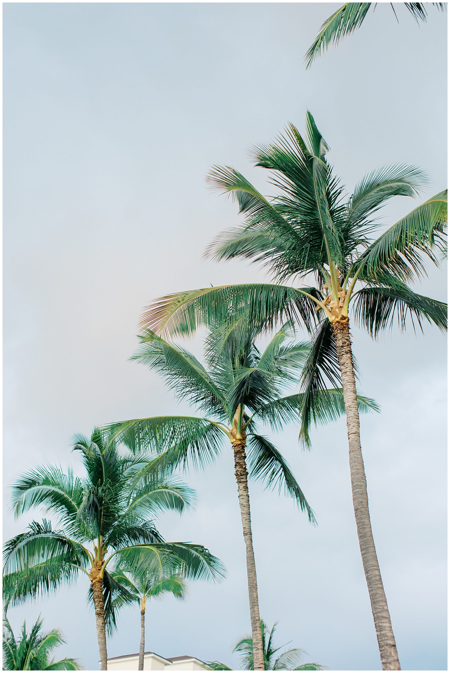 Palm trees in Hawaii