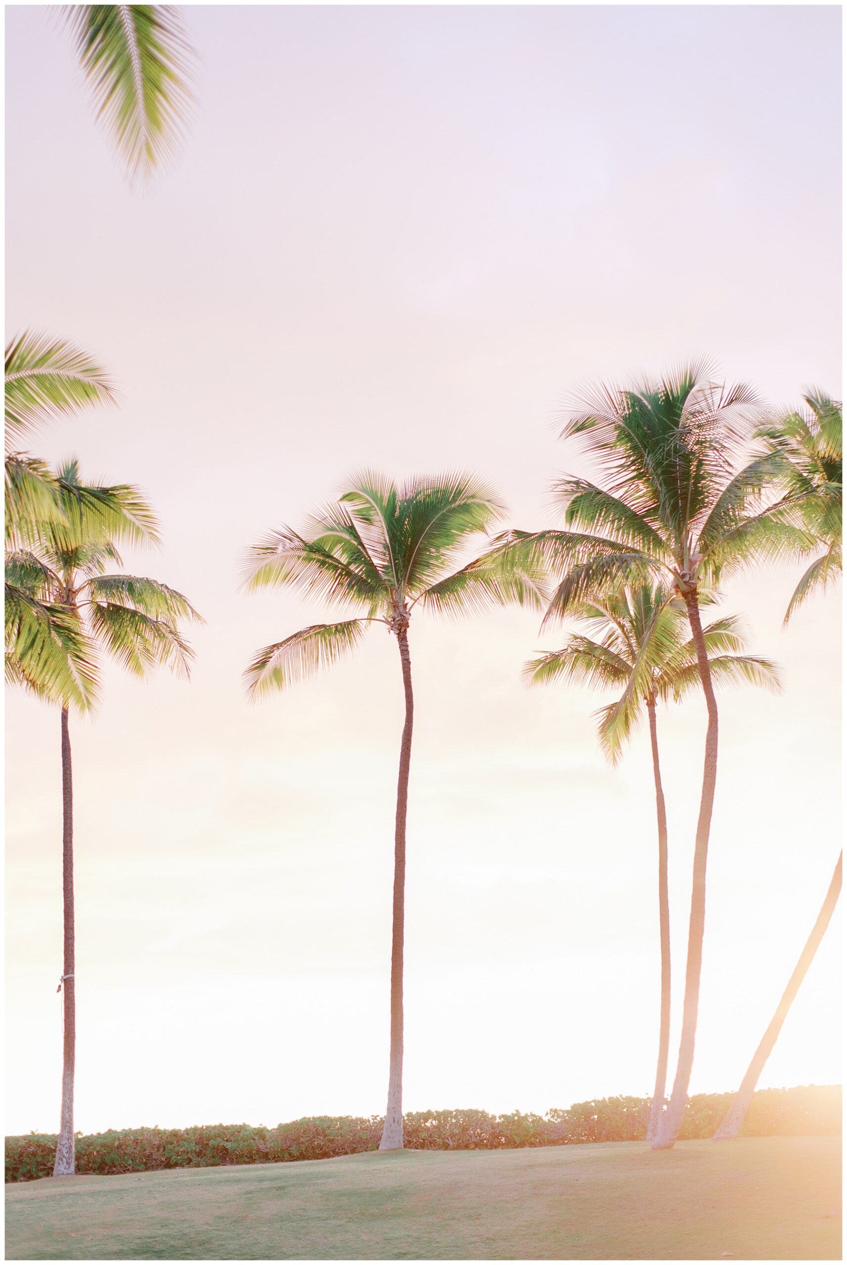 gorgeous sunset in Hawaii through the palm trees from O'ahu Hawaii Engagement Session