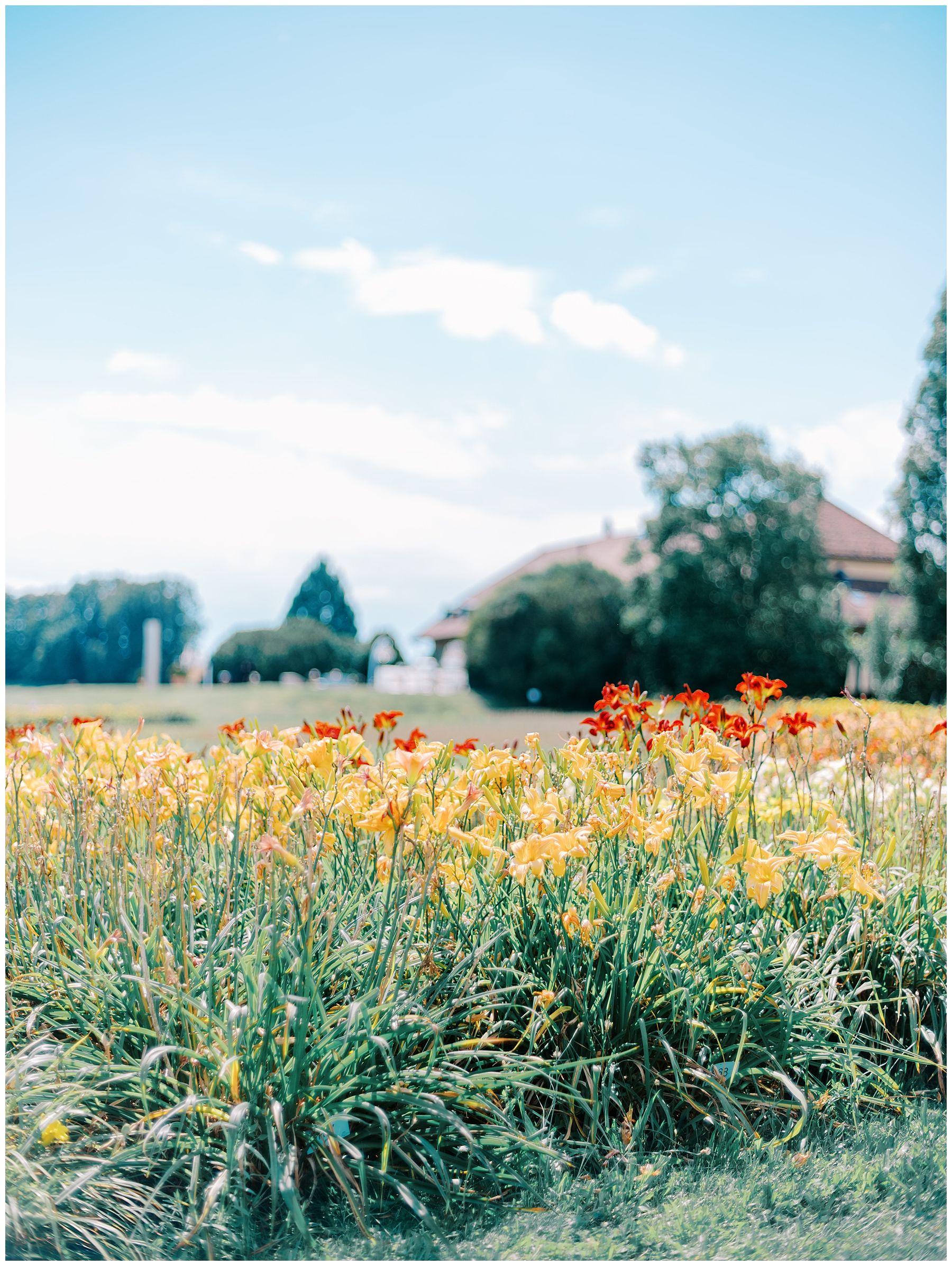 summer flowers in bloom lining path to ceremony
